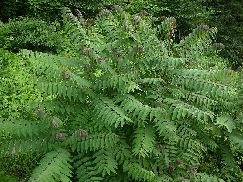 800px-Rhus_glabra_nf