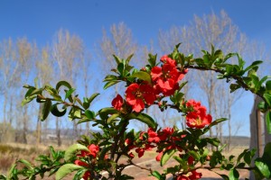 flowering quince 2