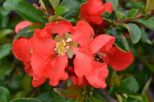 flowering quince 3