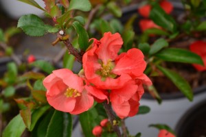 flowering quince 4