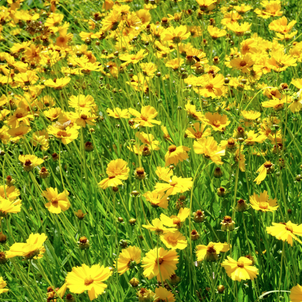 Coreopsis lanceolata (Lanceleaf Coreopsis) - Colorado Hardy Plants